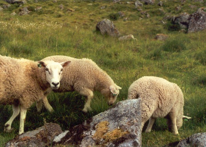 ../Images/042.Eggum Westvagsoeya.jpg